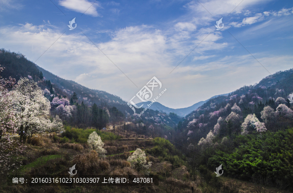 玉蘭花