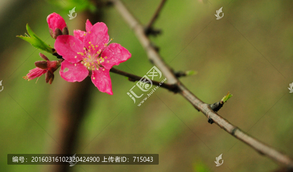 桃花