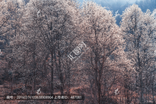 玉蘭花