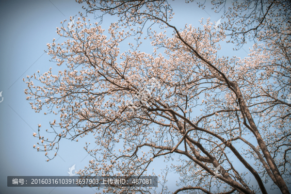 玉蘭花