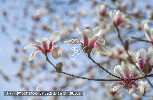 玉蘭花