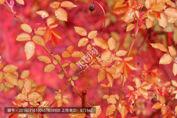 植物葉子素材