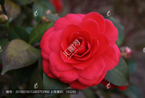 紅色牡丹花