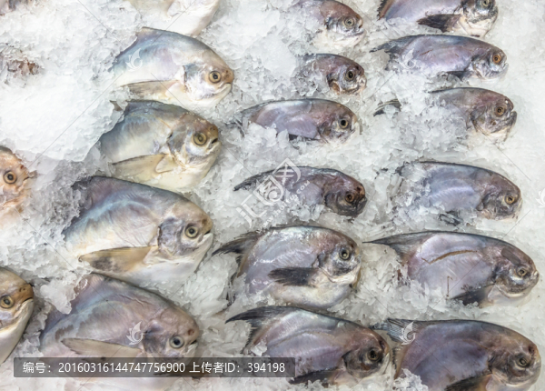 超市冷柜里的平魚(yú)