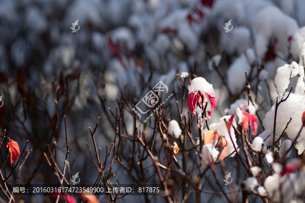 白雪紅葉