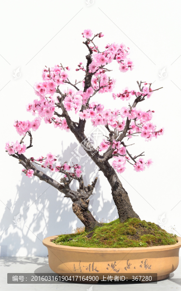 花樹盆景