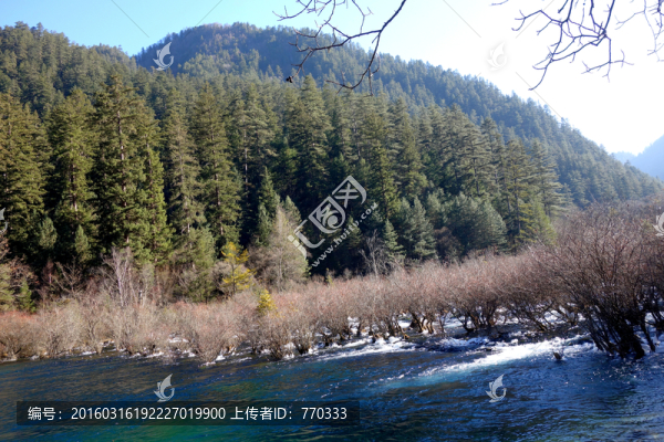九寨溝,山,樹,水,山清水秀