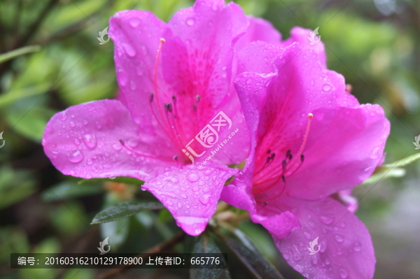 杜娟花