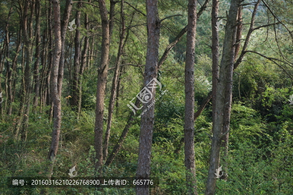 松樹林
