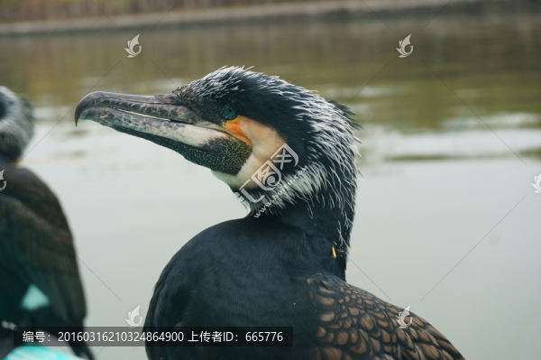 魚鷹