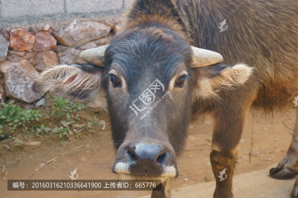 水牛