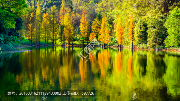 陽光樹林倒影