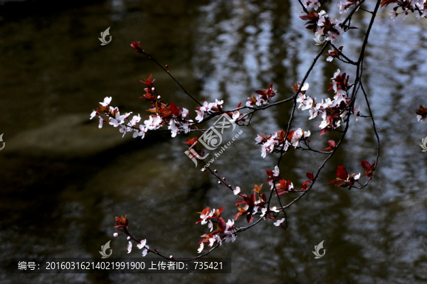 紅葉李