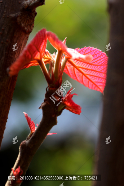 紅樹葉