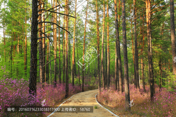 杜鵑森林小路