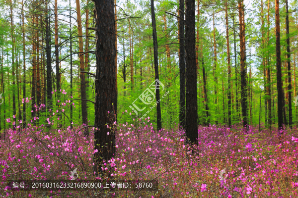 杜鵑花盛開的松林