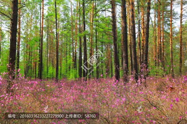 杜鵑松林