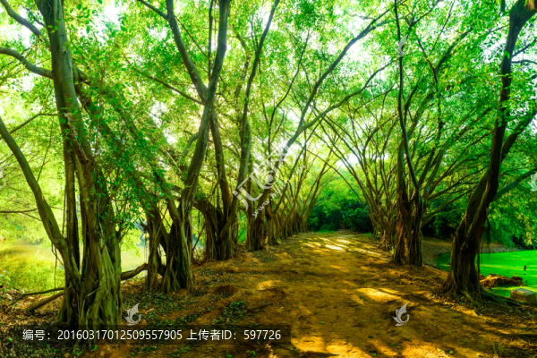 森林背景