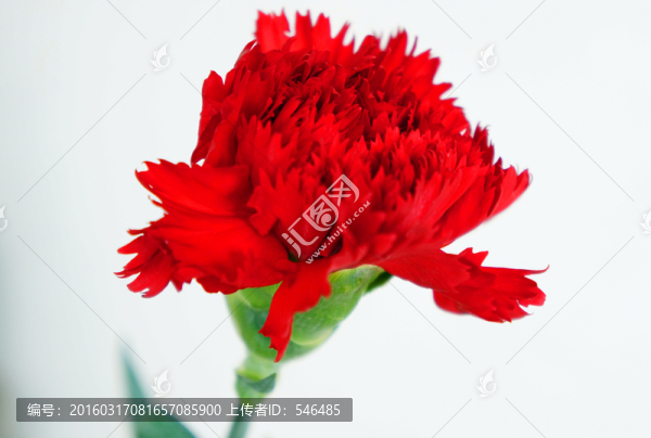 花瓣,康乃馨
