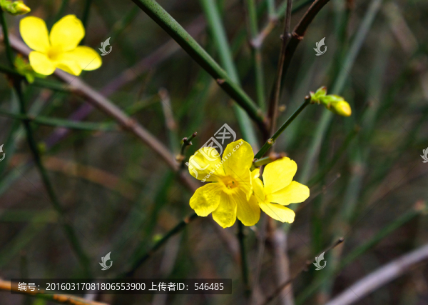 迎春花
