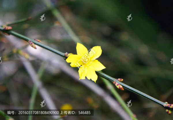 迎春花