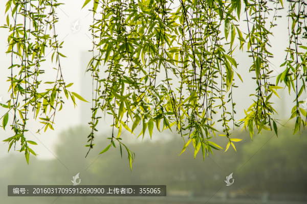 春柳