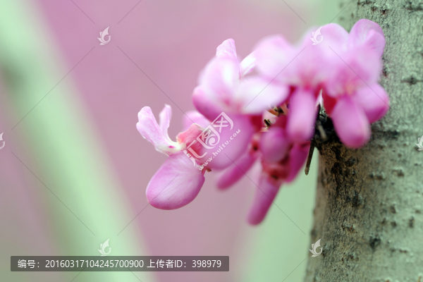 紫荊,紫荊花特寫