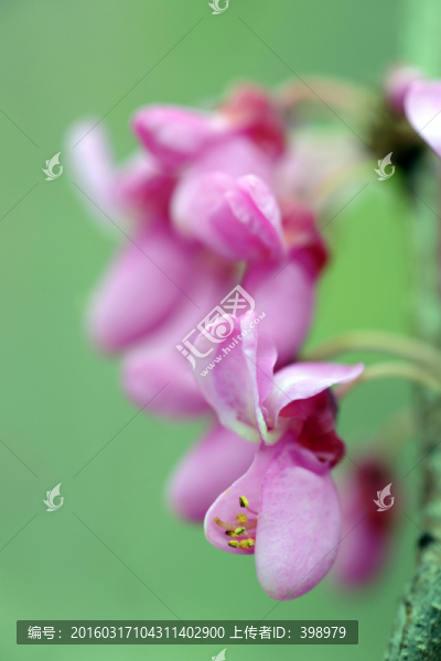 紫荊,紫荊花特寫