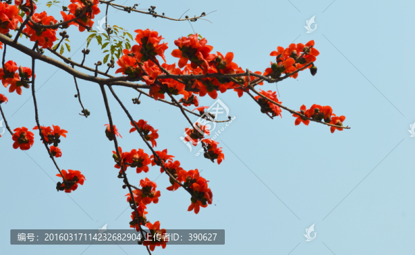 木棉花