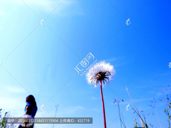蒲公英和女人