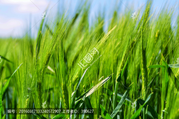 麥田