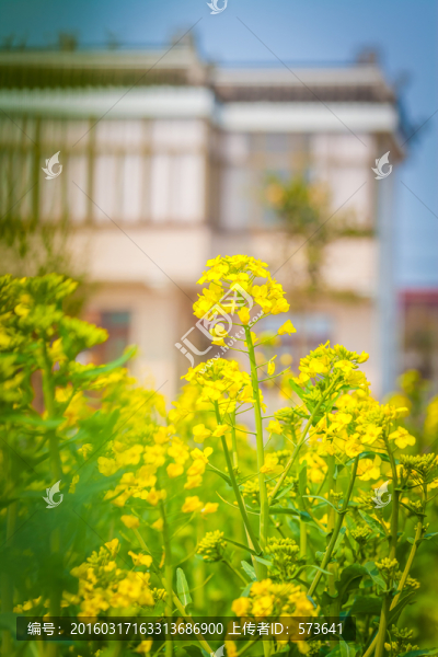 油菜花
