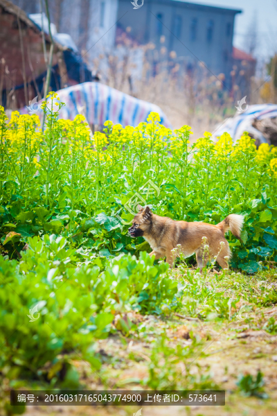 田園犬