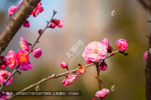 紅梅