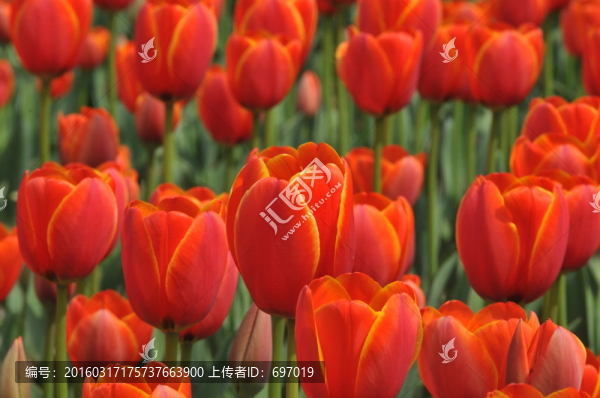 郁金香花博會