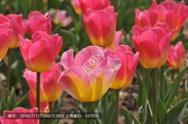 郁金香
