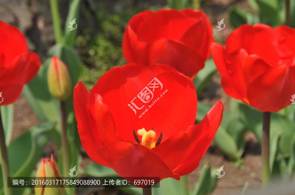 郁金香