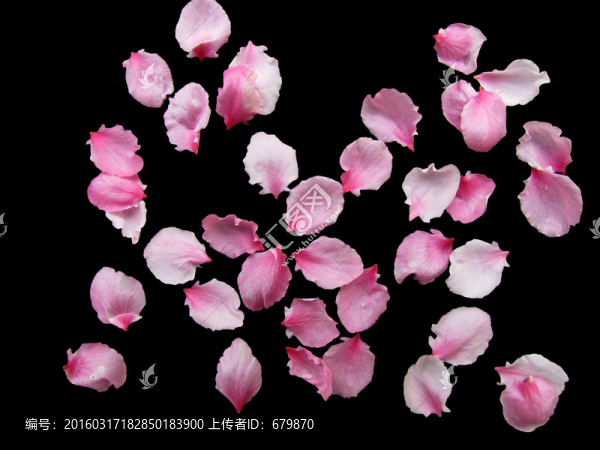 桃花花瓣