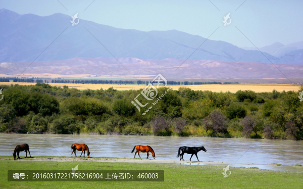 伊犁河畔牧馬圖