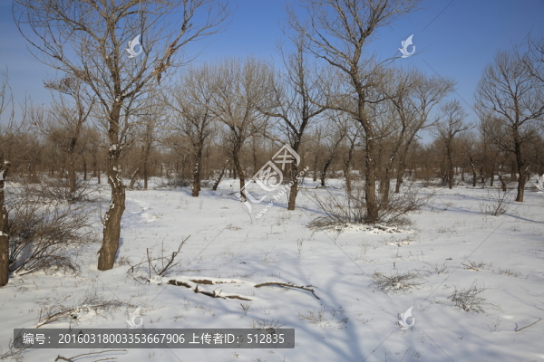 樹林