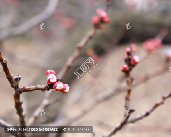 春天,杏花