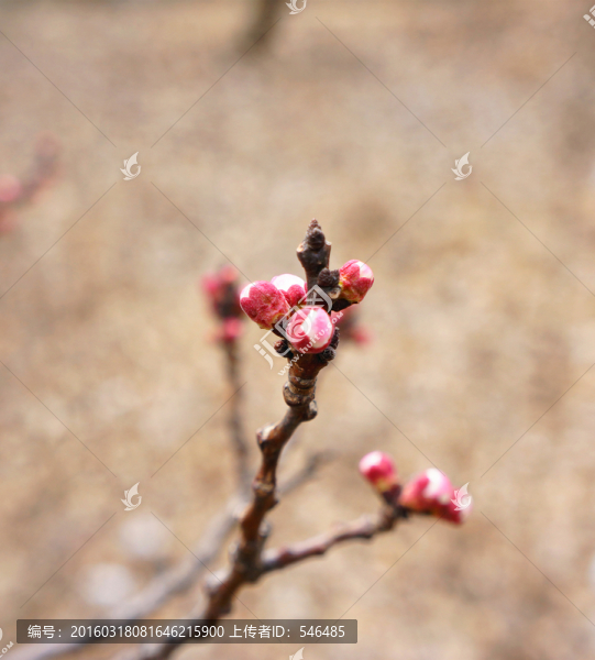 杏花,待放
