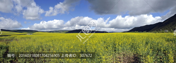 草原風(fēng)光