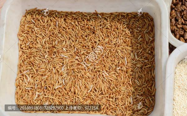 黃粉蟲