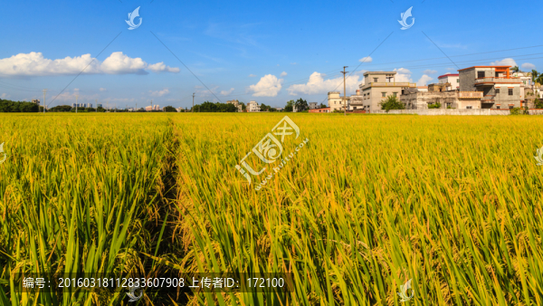 廣東開平碉樓加拿大村