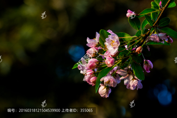 海棠