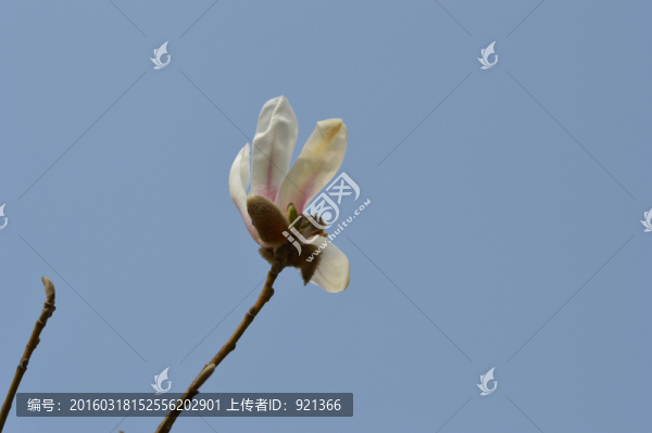 玉蘭花