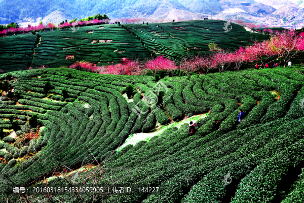 永福櫻花,茶園