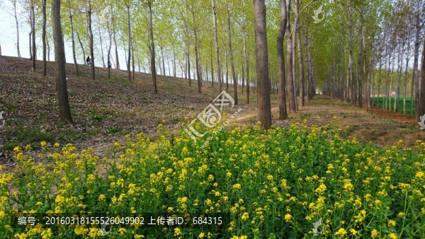 春天的田野