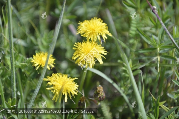野菊花
